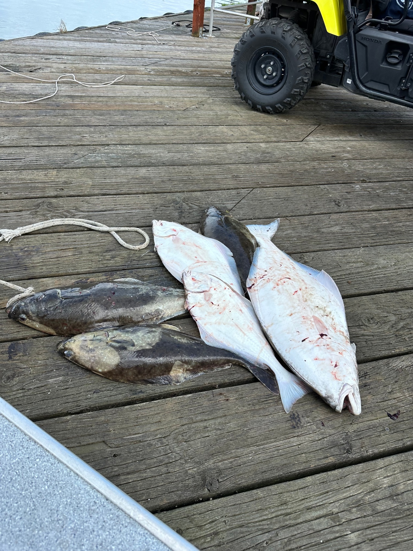 Day's catch of halibut on the dock