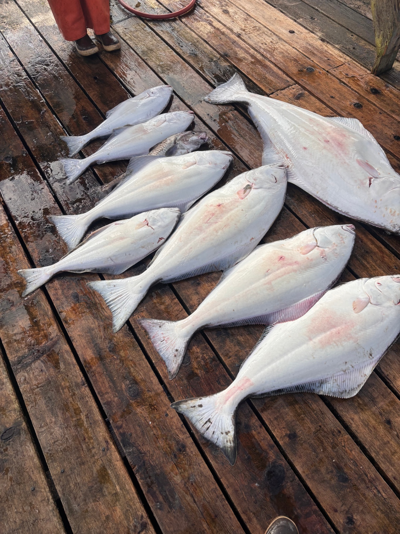 Limit of halibut laid out on the dock
