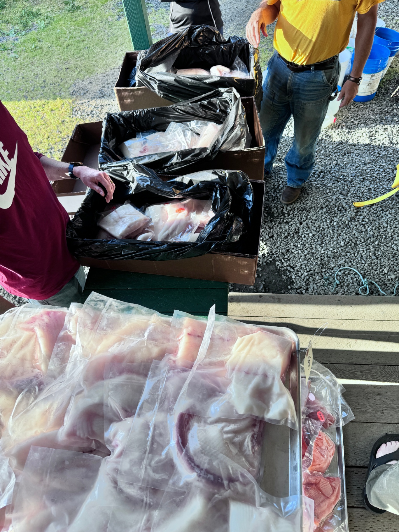 Vacuum-packed fish fillets prepared for the trip home